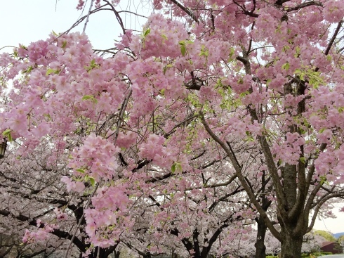 今日は、主人と二人で大阪城の桜を見て来たよ_d0205250_17485431.jpg