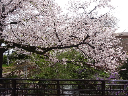 武蔵野の桜　最後かな_e0172950_21101297.jpg