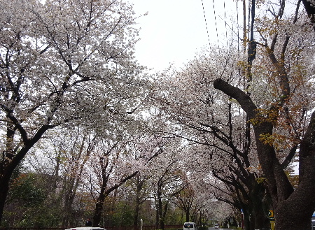 武蔵野の桜　最後かな_e0172950_2192516.jpg