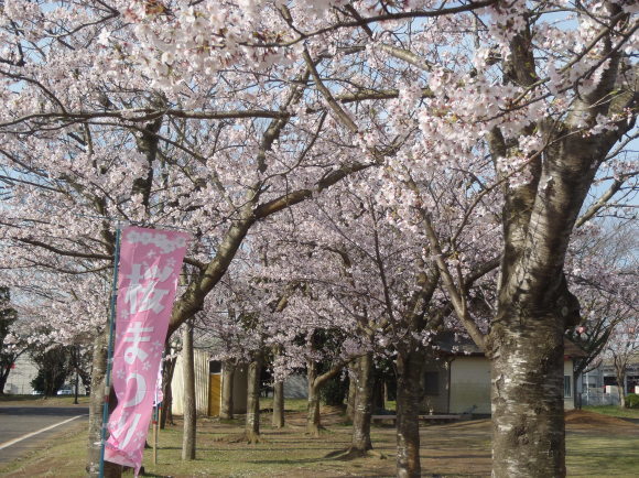 □4月10日(月)かみす桜まつり会場開花状況□_f0229750_09540683.jpg