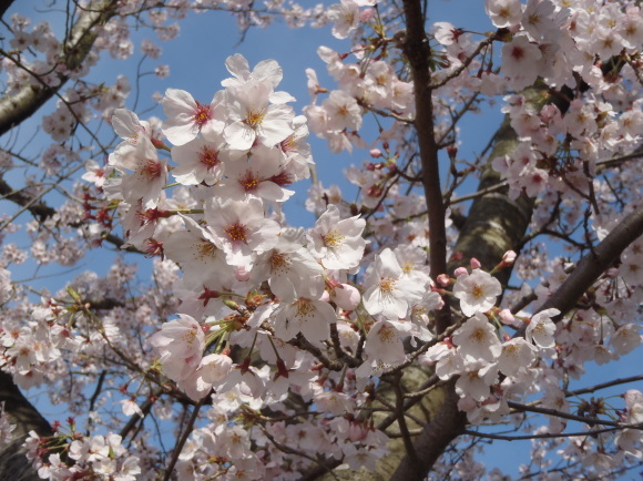 □4月10日(月)かみす桜まつり会場開花状況□_f0229750_09542617.jpg