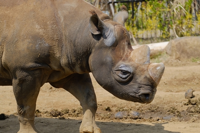 ヒガシクロサイのニル 動物園に嵌り中