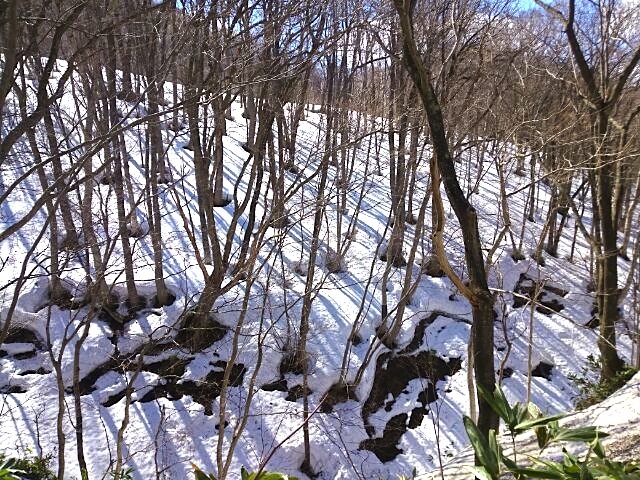 539 根開き 春のしるし 五十嵐靖之 趣味の写真と短歌 539 根開き 春のしるし 五十嵐靖之 趣味の写真と短歌