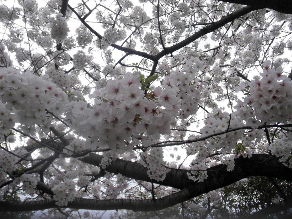 満開の桜_e0372959_09460634.jpg