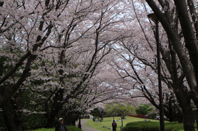 本牧山頂公園の桜　”横浜”_f0000459_23233071.jpg