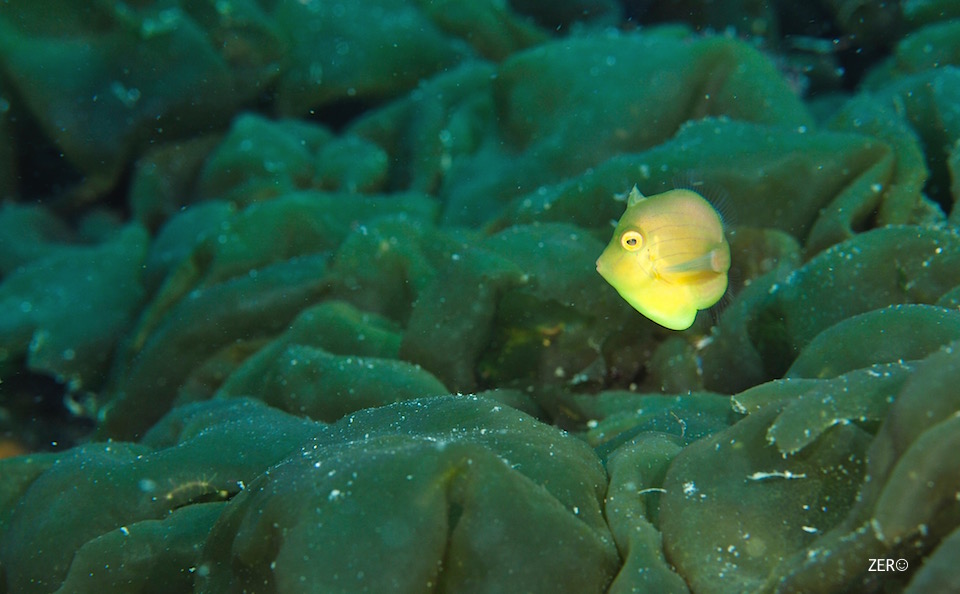 「高島」にて☆みなべ・田辺_e0158261_7444283.jpg