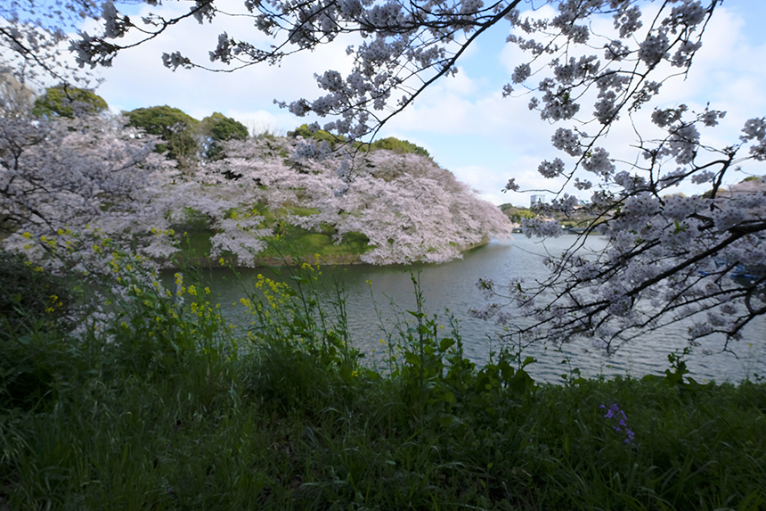 千鳥ヶ淵緑道の桜は、いまぞこの日に満開でした！_a0031363_1122461.jpg