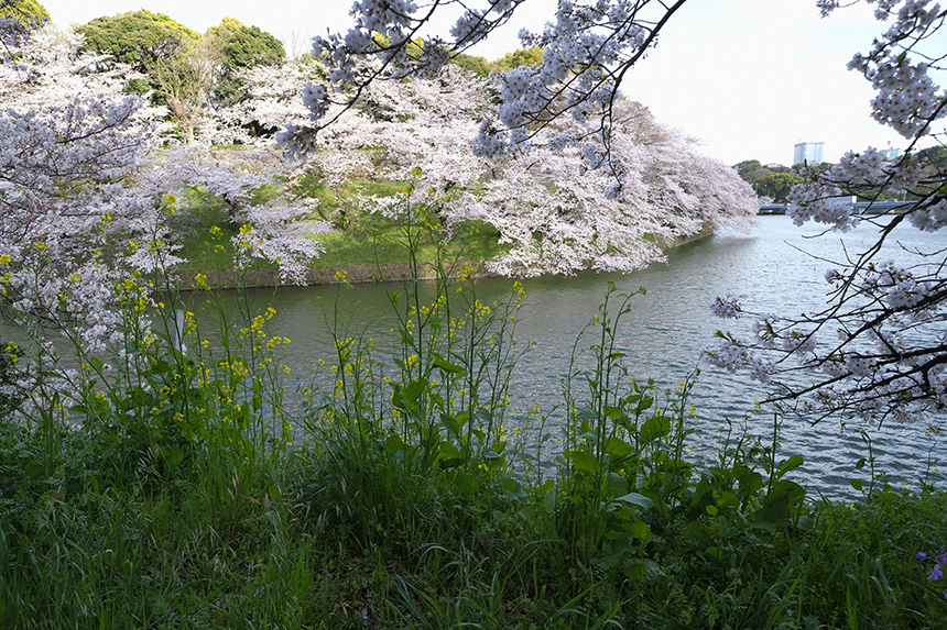 千鳥ヶ淵緑道の桜は、いまぞこの日に満開でした！_a0031363_11416.jpg