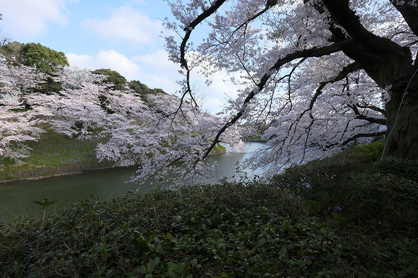 千鳥ヶ淵緑道の桜は、いまぞこの日に満開でした！_a0031363_116491.jpg