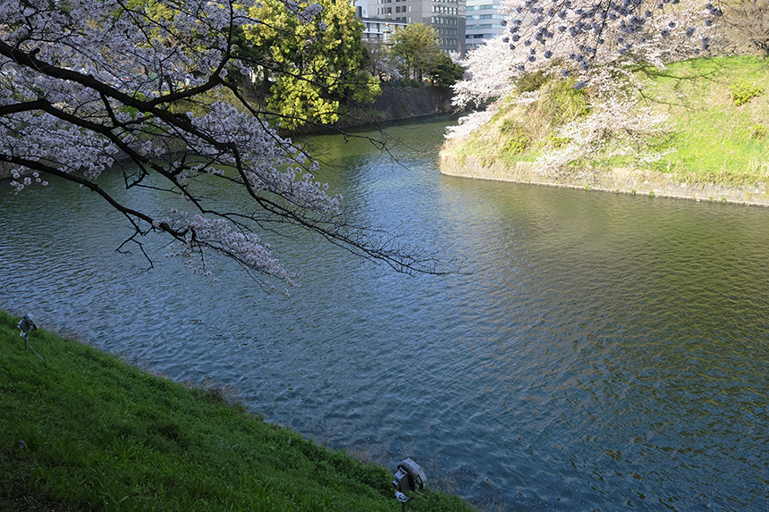 千鳥ヶ淵緑道の桜は、いまぞこの日に満開でした！_a0031363_1194374.jpg