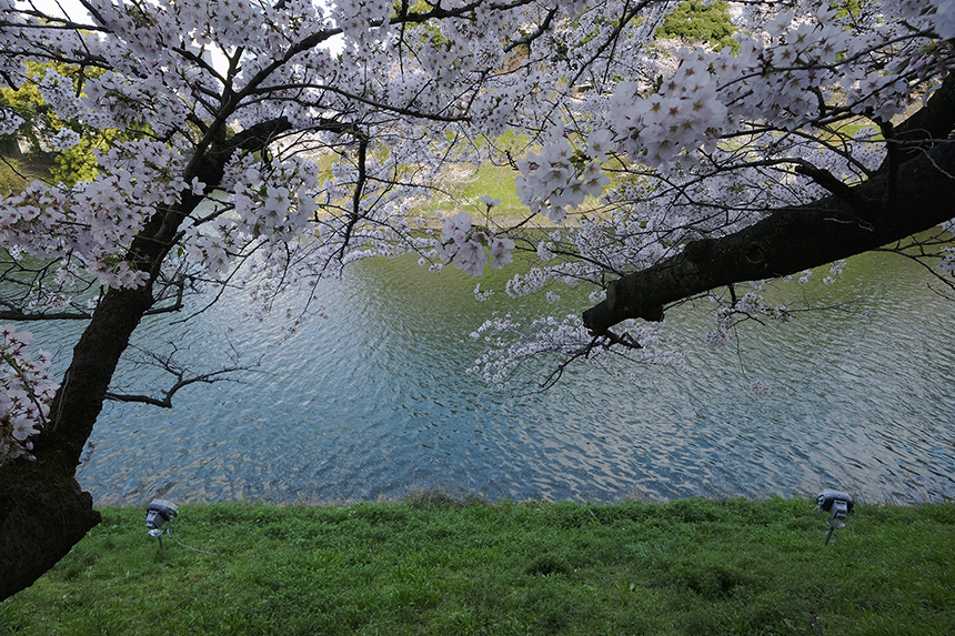 千鳥ヶ淵緑道の桜は、いまぞこの日に満開でした！_a0031363_1205892.jpg