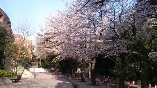 今日の桜♪_c0100865_07060637.jpg