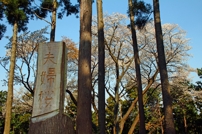 写真家・島村国治がほぼ満開の夫婦桜を撮った！4・4_c0014967_361491.jpg