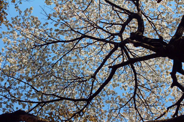 写真家・島村国治がほぼ満開の夫婦桜を撮った！4・4_c0014967_372833.jpg