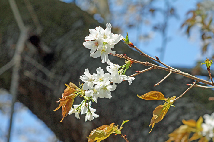写真家・島村国治がほぼ満開の夫婦桜を撮った！4・4_c0014967_375882.jpg
