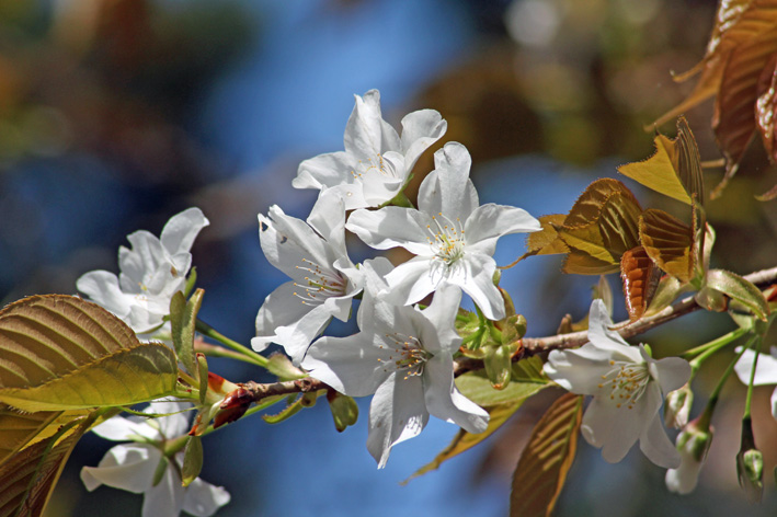 写真家・島村国治がほぼ満開の夫婦桜を撮った！4・4_c0014967_38834.jpg