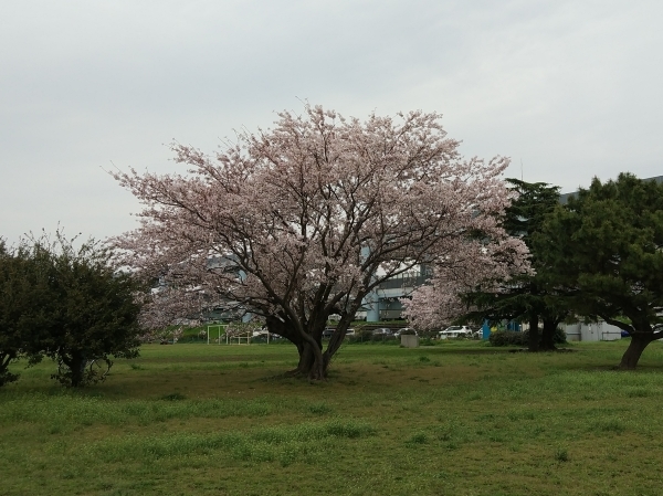 2017.4.10　寒川町さくら開花状況_d0239667_17422128.jpg