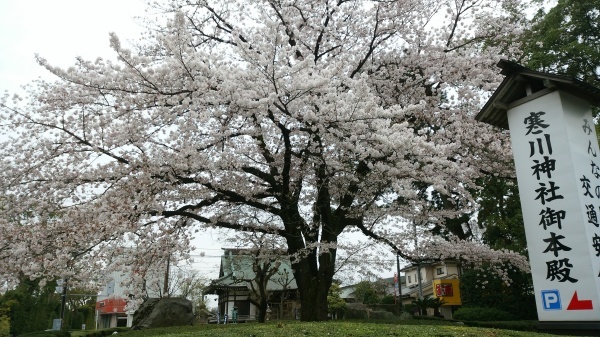 2017.4.10　寒川町さくら開花状況_d0239667_18554283.jpg