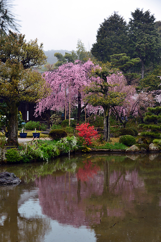 法金剛院　枝垂れ桜_c0317868_17032387.jpg