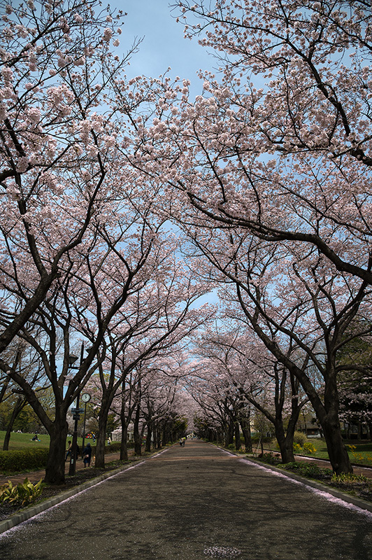 桜 満開_a0261169_18105519.jpg