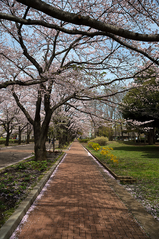 桜 満開_a0261169_18110546.jpg