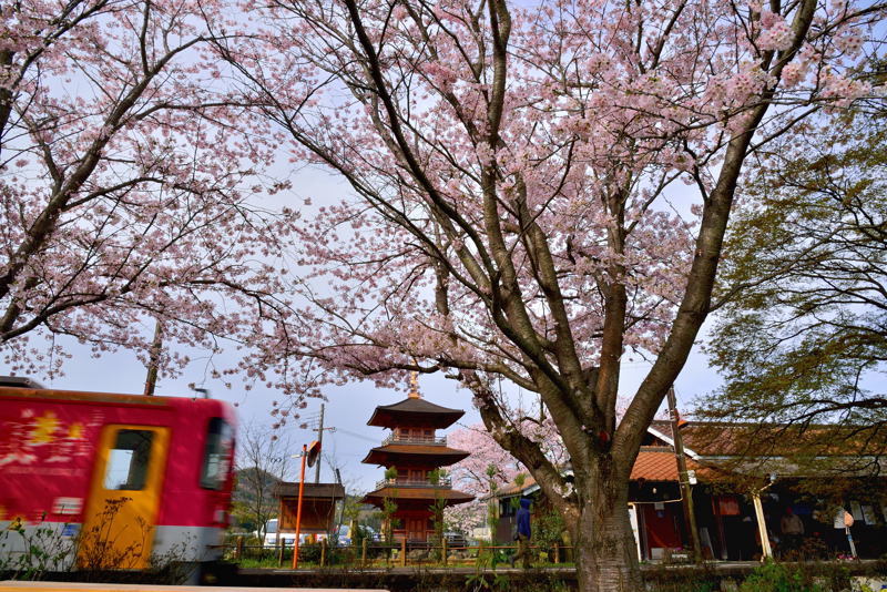 2017北播磨の桜＠北条鉄道編_a0341170_17390134.jpg