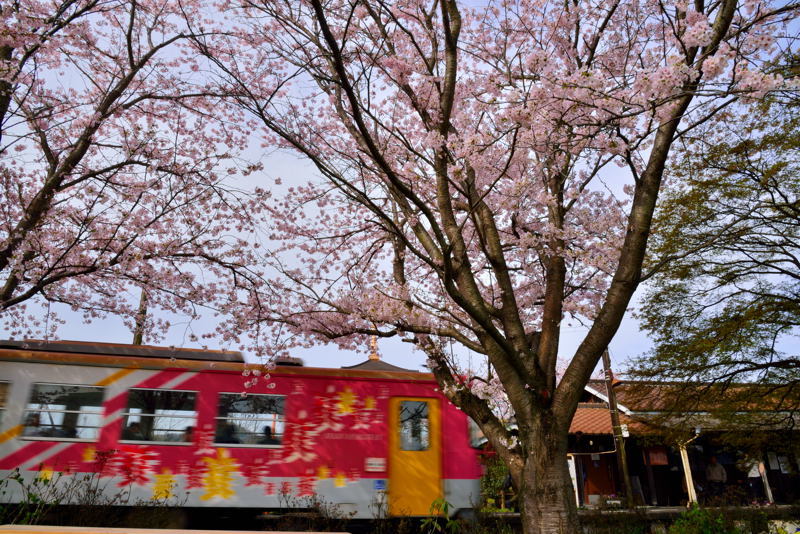 2017北播磨の桜＠北条鉄道編_a0341170_17394276.jpg