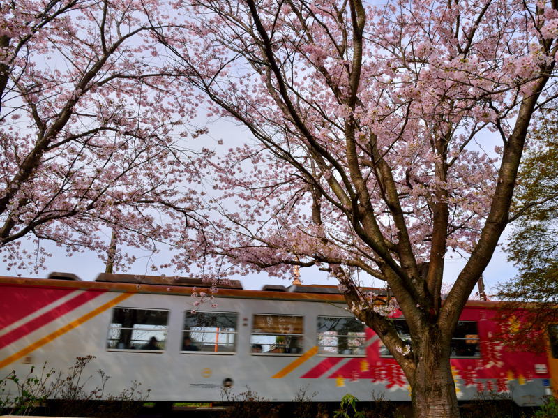 2017北播磨の桜＠北条鉄道編_a0341170_17402195.jpg