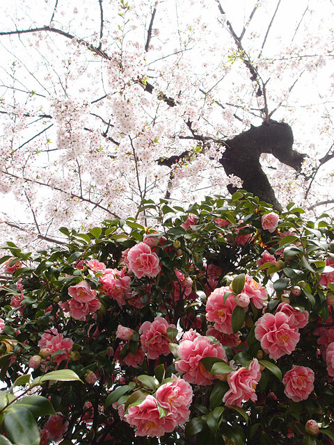 神田明神の桜 （2017/4/10）_b0006870_22283324.jpg