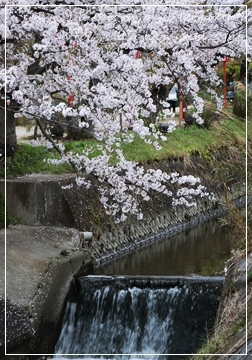 桜パワー全開＊高田千本桜_d0132371_01121193.jpg