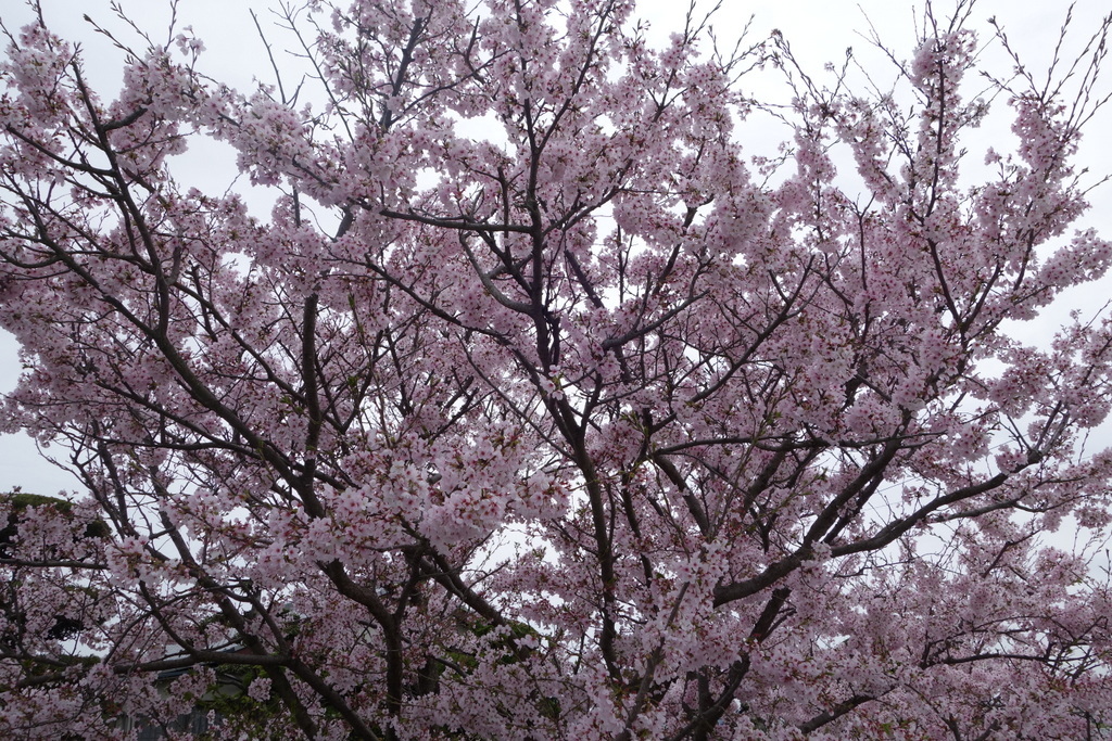 ＊＊２０１７sakura＊＊_c0216472_21562534.jpg