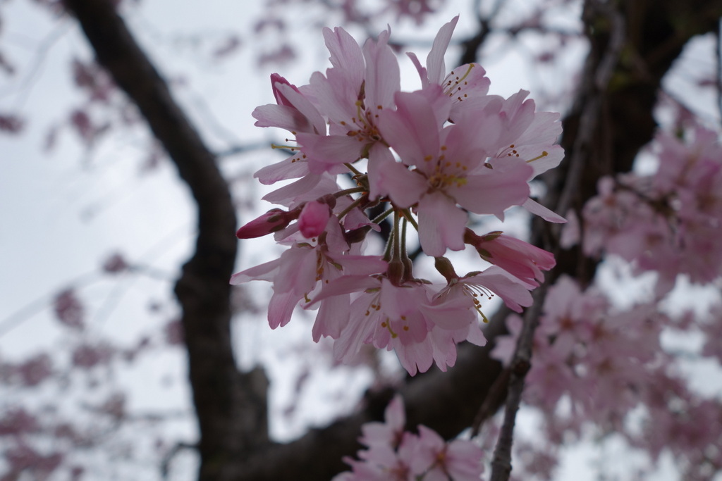 ＊＊２０１７sakura＊＊_c0216472_22012075.jpg