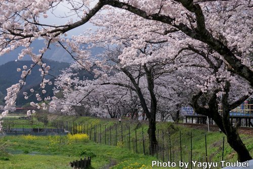 桜満開の樽見鉄道木知原駅_b0132475_16464536.jpg