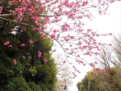 桜　上野公園①_e0126875_23542834.jpg