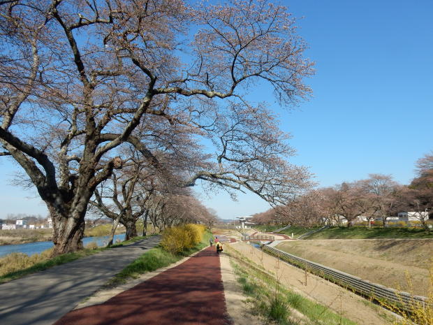 一目千本桜　（宮城県・大河原町）_e0355177_18321221.jpg