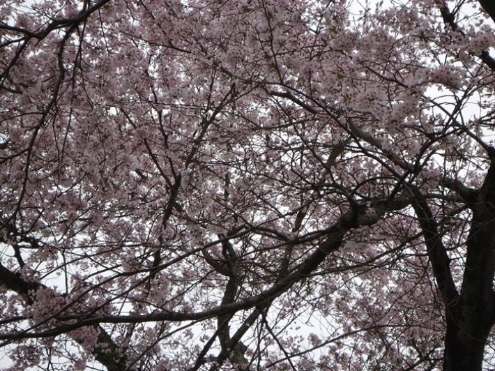 a0199979_20151492.jpg