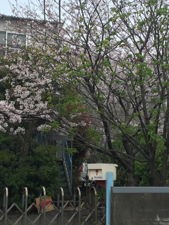 桜&#127800;道_d0134979_16384877.jpg