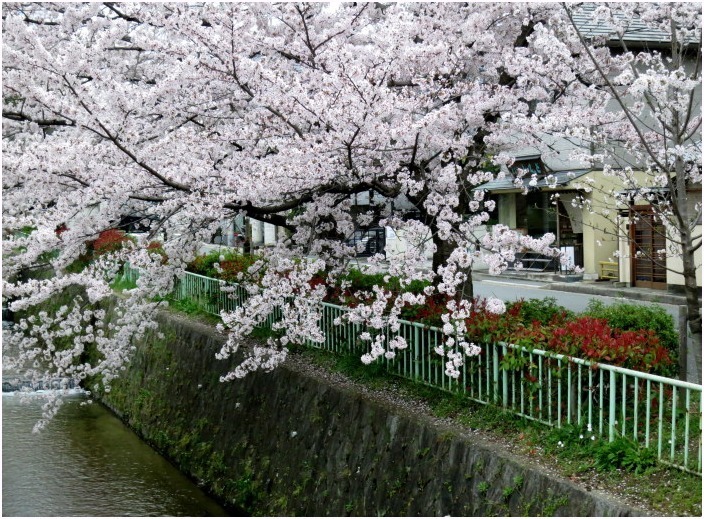 満開の桜を愛でる♪_c0036080_21034344.jpg