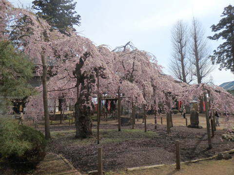 春の花を見にポタリング_e0268680_22534784.jpg