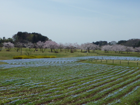 春の花を見にポタリング_e0268680_23024361.jpg