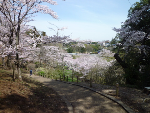 春の花を見にポタリング_e0268680_23035418.jpg