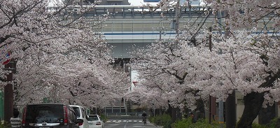 桜の通り_f0215580_13164711.jpg