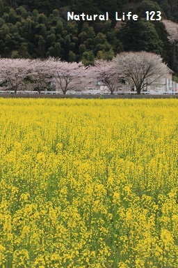 菜の花と桜　　　　　（４月１０日）_d0077681_22361896.jpg