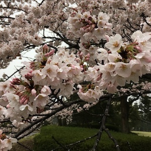 雨の桜 紺色からの夕焼け_a0191183_18391429.jpg