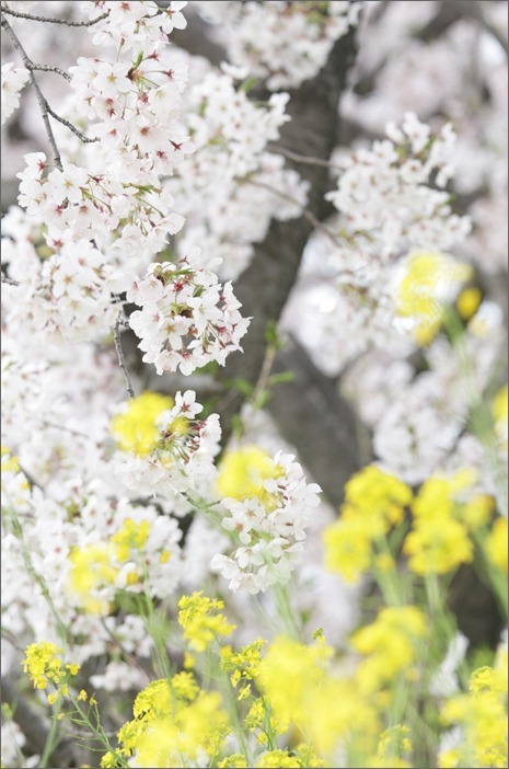 見沼代用水の桜_e0027083_21562983.jpg