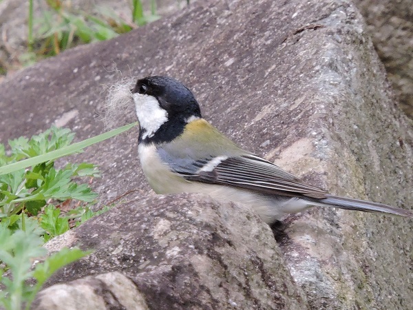 夏羽のユリカモメ　　シジュウガラ　ヤマガラ　桜_a0338484_20151594.jpg