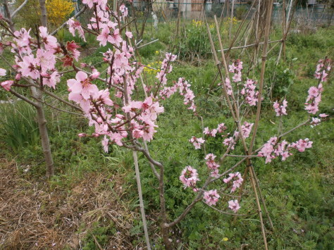 暖地桜桃の葉に異変_d0324885_14451041.jpg