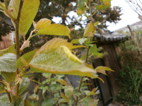 暖地桜桃の葉に異変_d0324885_14484330.jpg