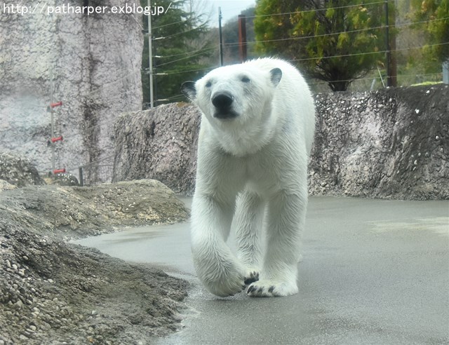 ２０１７年４月　とくしま動物園　その１_a0052986_73825100.jpg