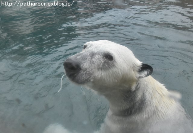 ２０１７年４月　とくしま動物園　その１_a0052986_7463597.jpg